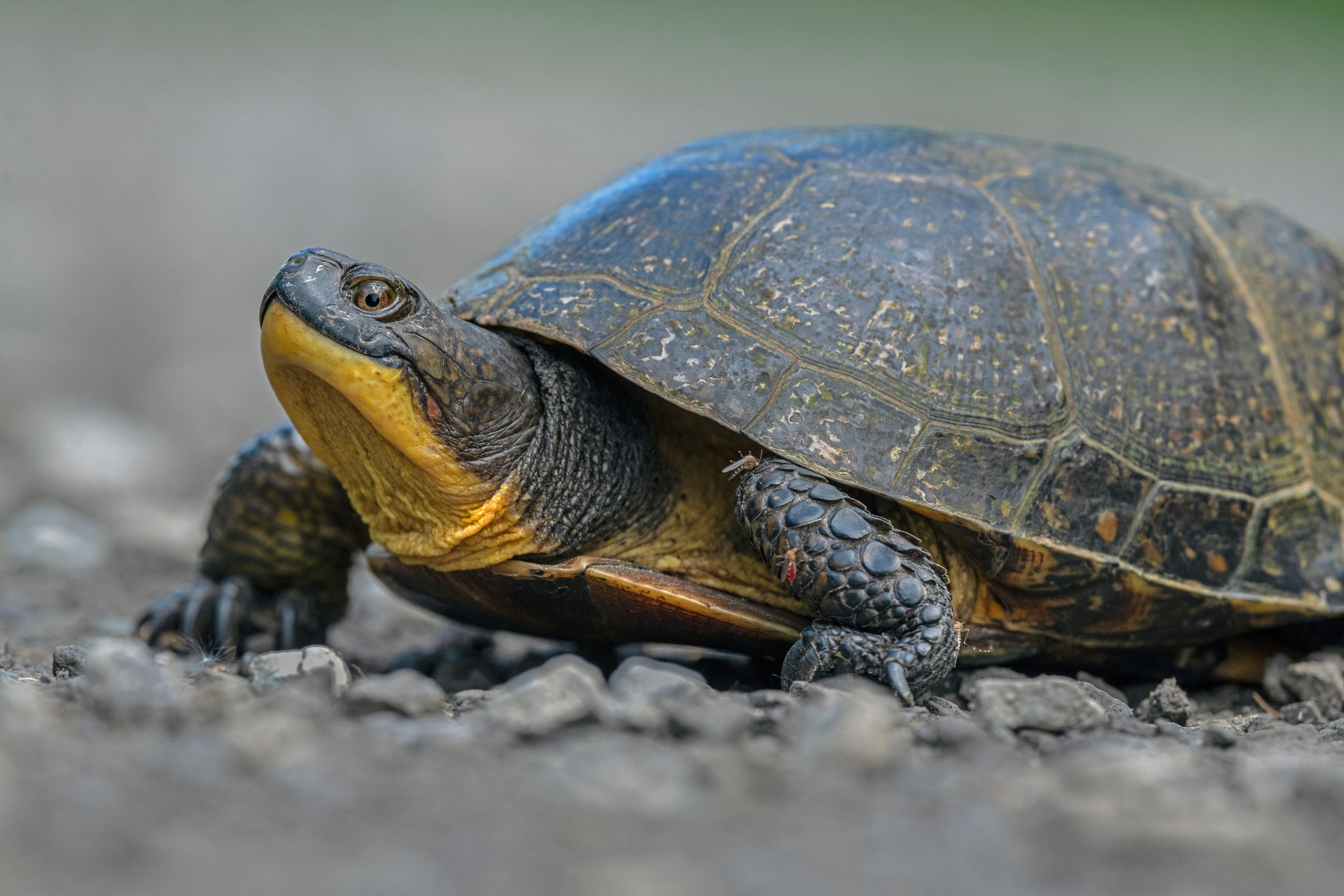 Turtle Nesting Season in Northeastern Ontario | Northern Ontario